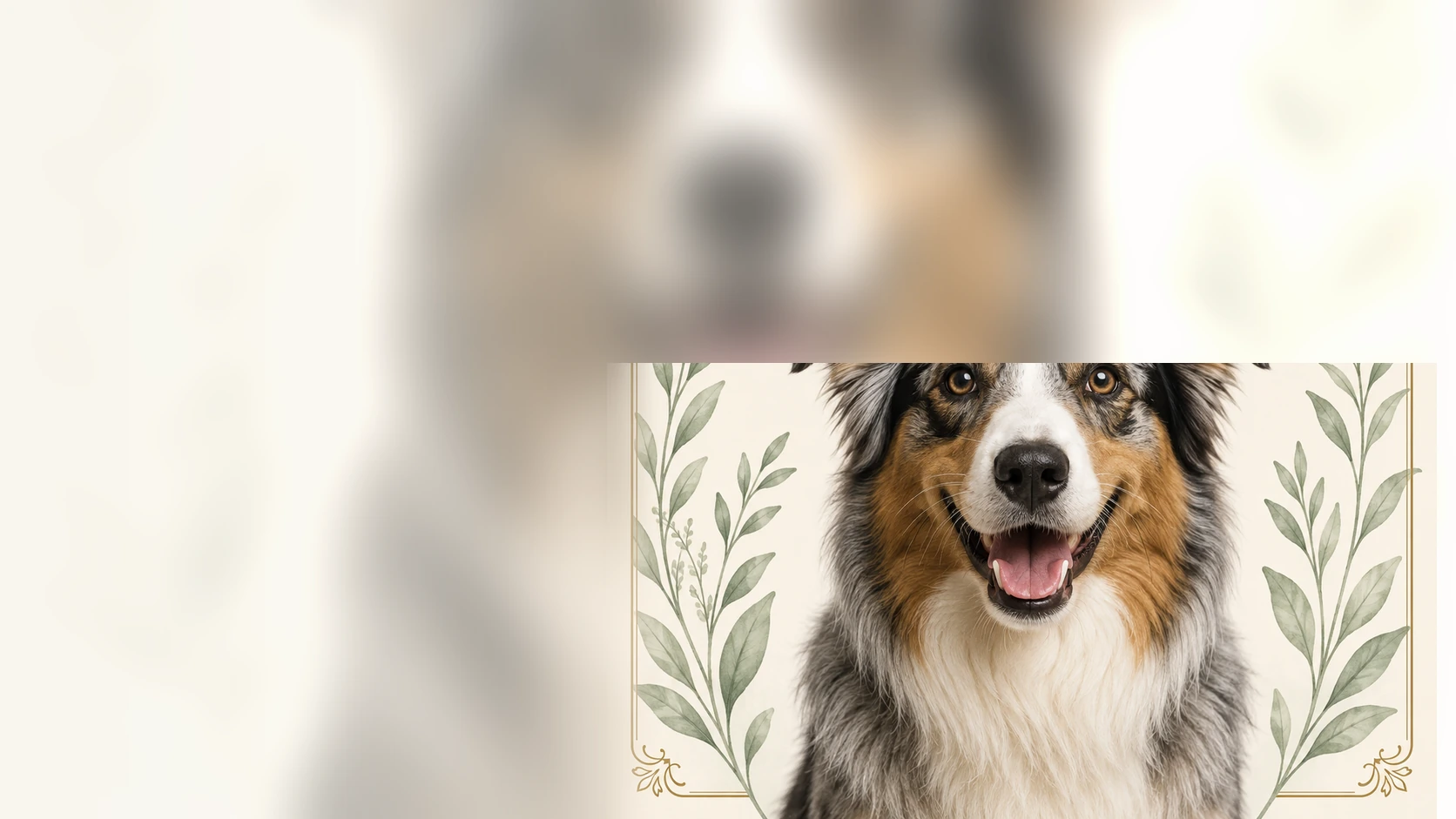 Australian Shepherd representing an everyday wellness routine